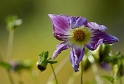 69 Blume DDB_5265 Kopie